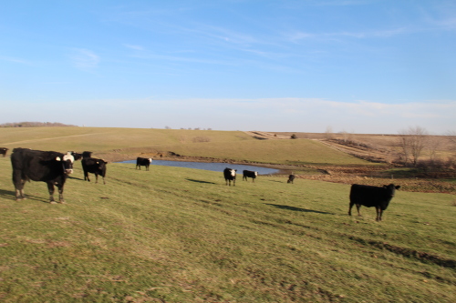 cows in pasture