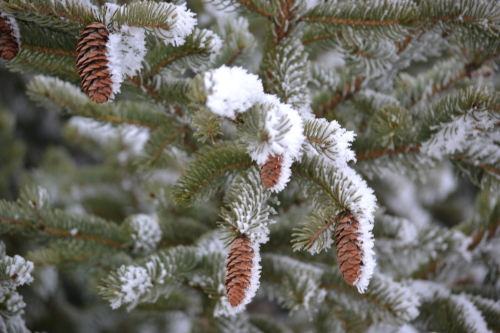 Wintertime on our farm 1