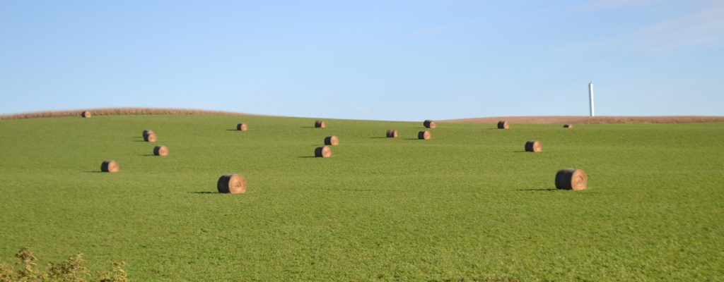 hay bales on field