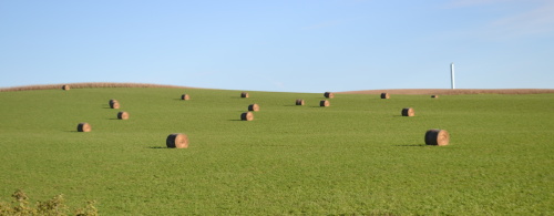 hay bales on field