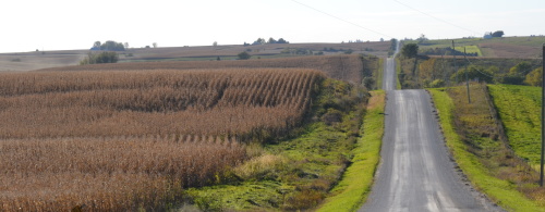 corn field and gravel road 2