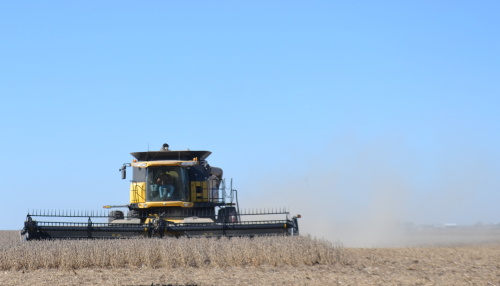 Combining soybeans