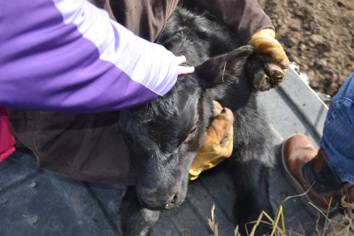 New baby calf the visitors wanted to touch