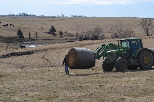 Tractor ride-taking hay to the cattle