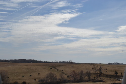 Sunshine and cattle