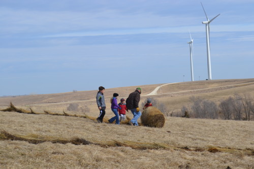 Unrolling a hay bale down the pasture hill