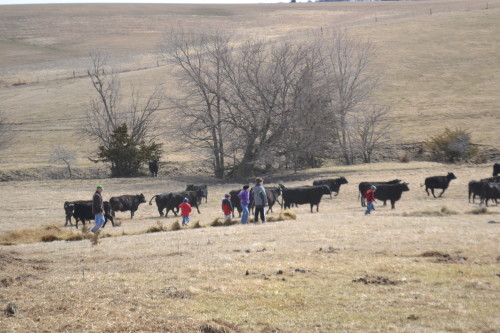 Courageous kids among the herd. Mr. Farmer is there to protect