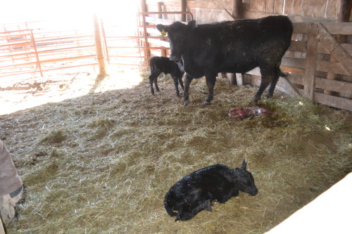 experiencing new life on the farm