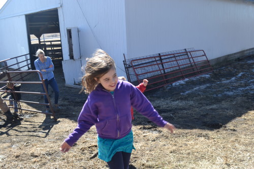 a baby calf is born 8