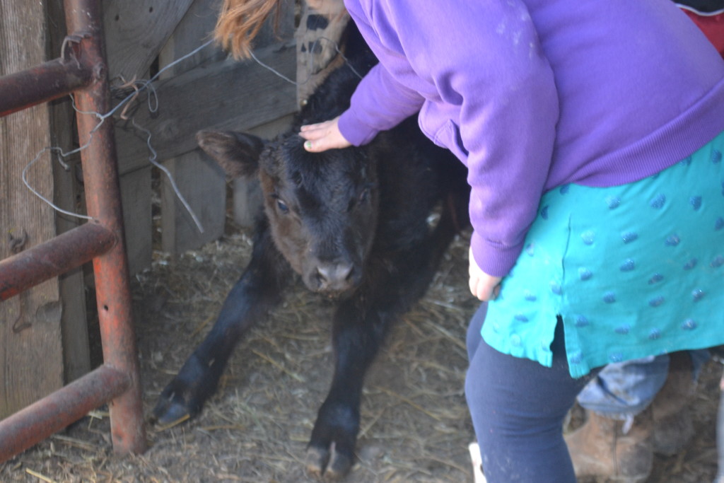 a baby calf is born 6
