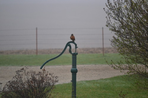 Mama Robin perched on the pump