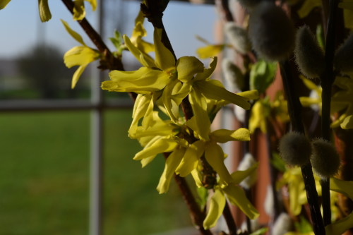 Forsythia