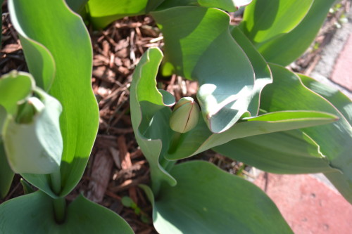 Budding tulip