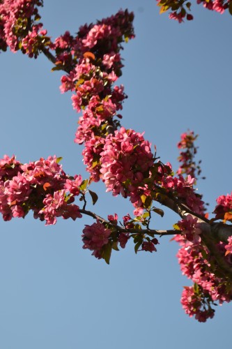 crabapple branch 