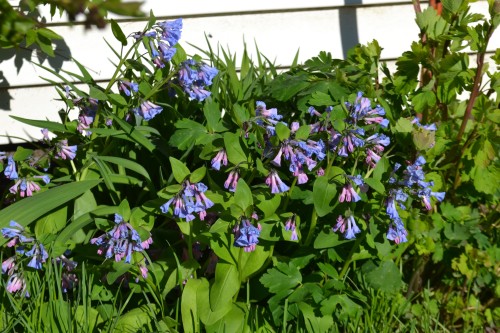 Virginia bluebells