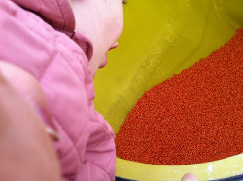 "Wow! The seed is so pretty!" Anna LOVES the color of pink!