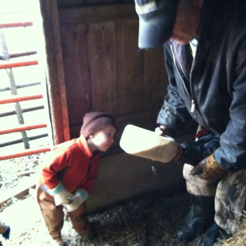 Lincoln watching a newborn calf getting bottle-fed