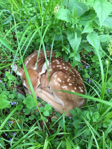 Baby deer hidden in the grass. 