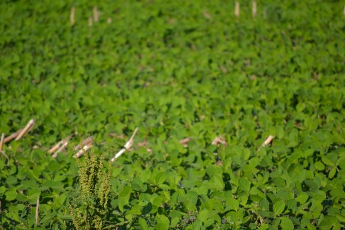 Healthy soybeans in no-till soil