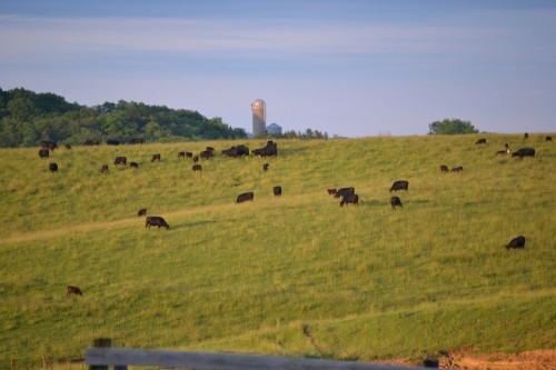 Plenty of pasture grass for the cattle to graze