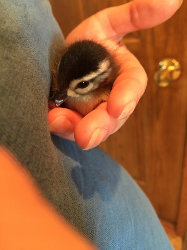 Cute..fuzzy...little...baby duckling.