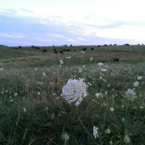 A pasture of "Queen Anne's Lace"