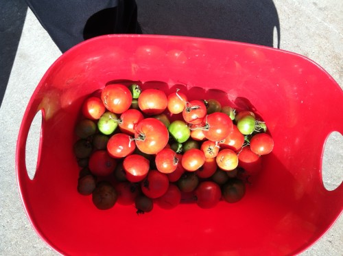 The last of the tomatoes