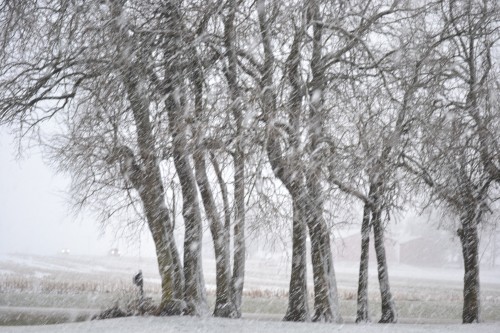 Snowy day on the farm