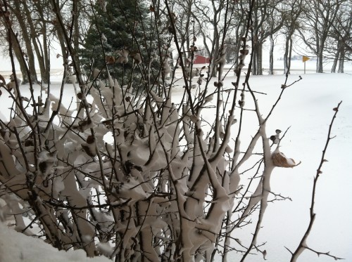 February 2, 2016 iphone 014