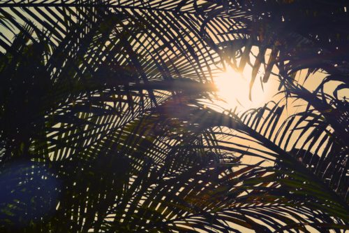 Palm branches