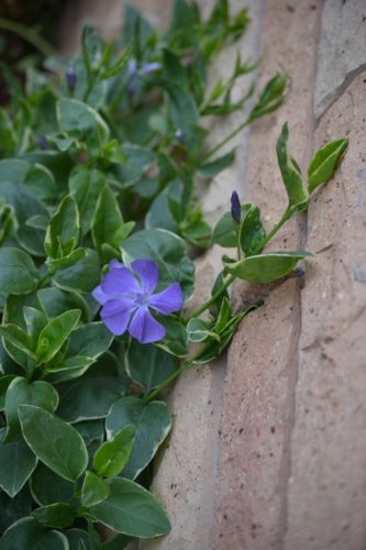 Vinca plant