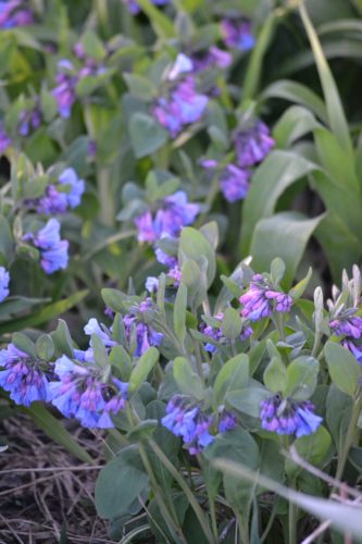 Virginia Bluebell