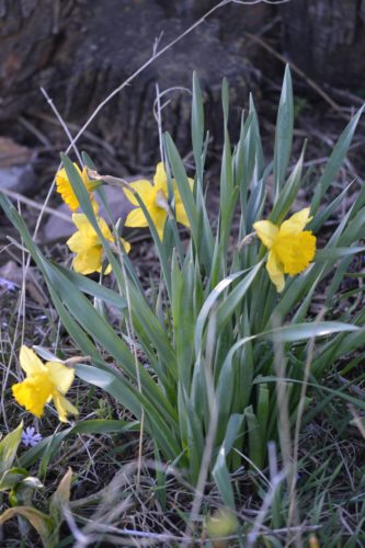 The happy daffodils