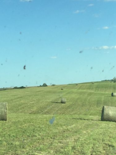 Fresh, new bales of alfalpha