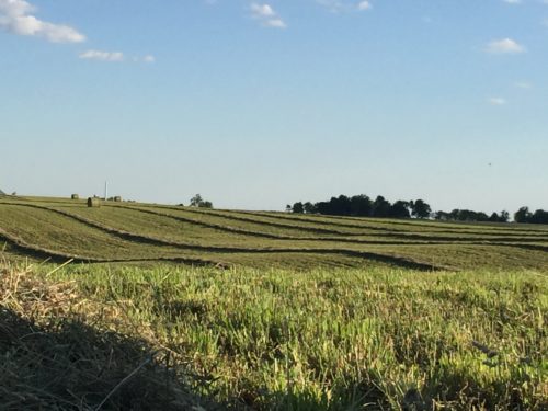 Awhhh...fresh, wind rowed hay, ready to be rolled up