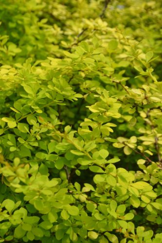 Lime barberry