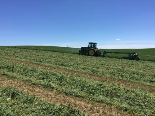 Mr. Farmer mowing down alfalfa hay.