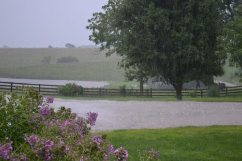 Rainy Day on the farm