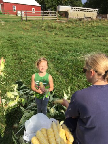 Shucking corn