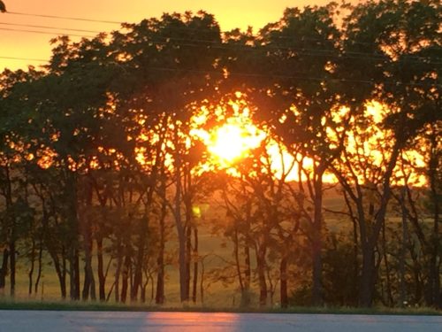 Sunset behind the trees across the road