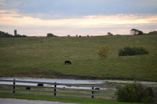 Cattle at daybreak