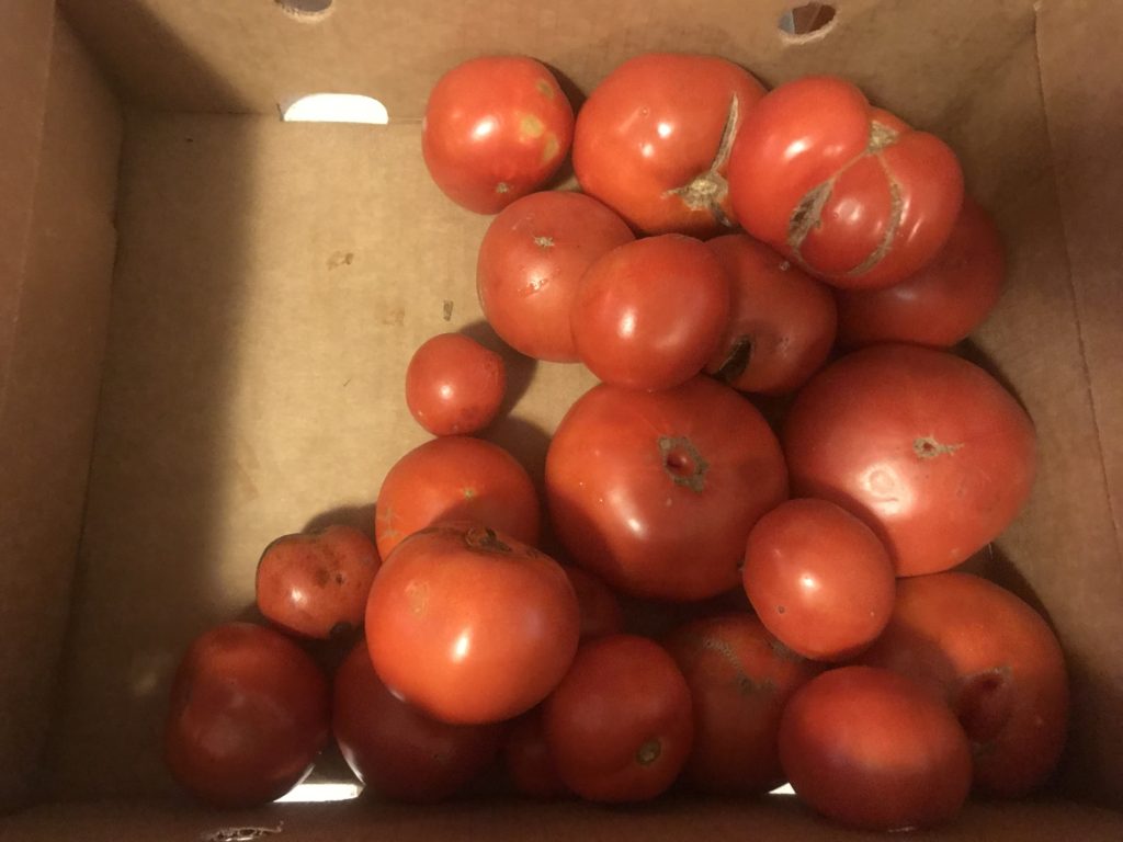 Canned Tomatoes & Homemade Spaghetti Sauce | The Gingham Apron