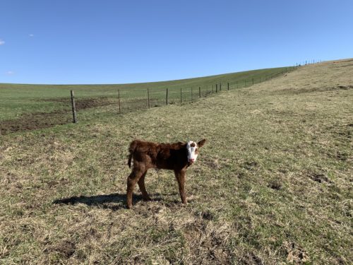 Checking the Cows